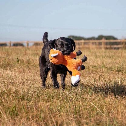 Pawsome Places6