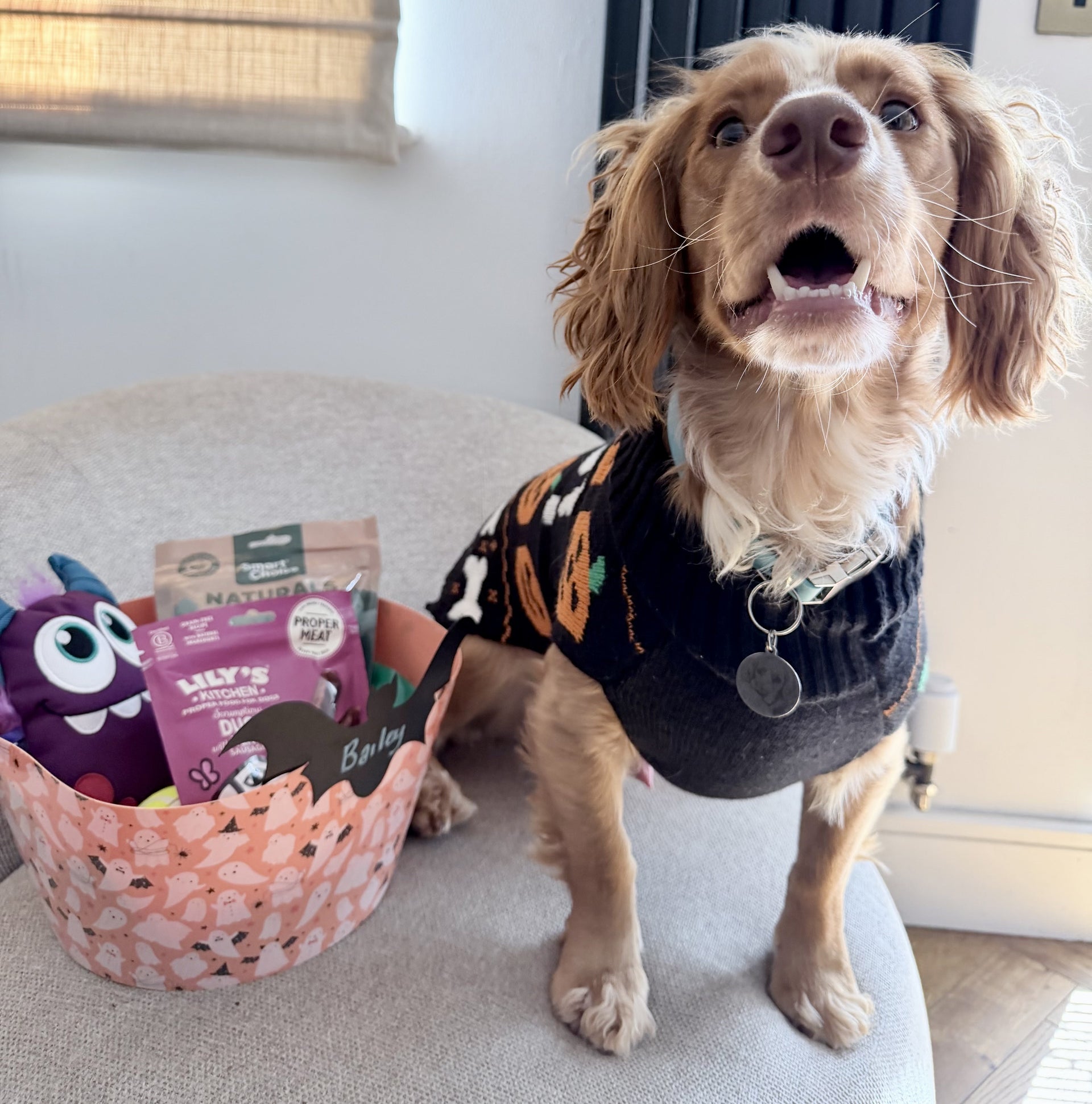 dog-boo-basket-bundle-with-personalised-bat-decoration