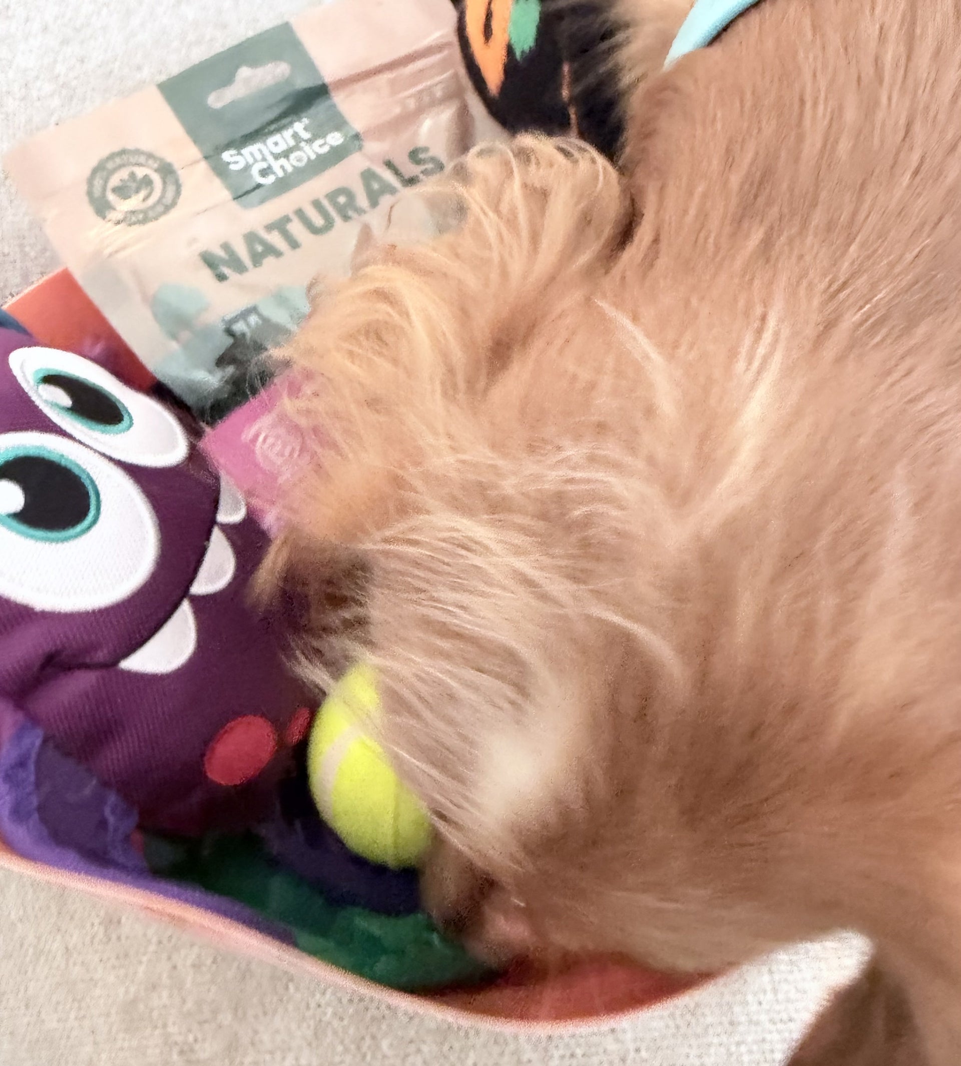 dog-boo-basket-bundle-with-personalised-bat-decoration