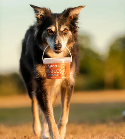 Pawsome Places1