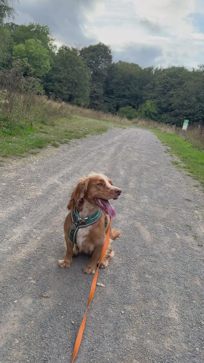 Pawsome Places4